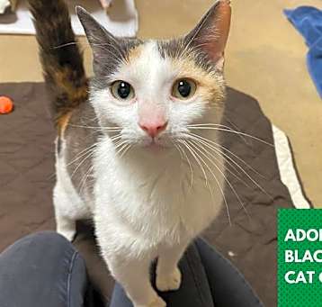 Photo of ZELDA
