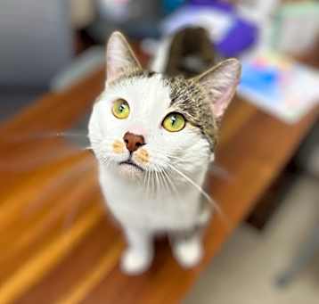 Photo of Bam Bam