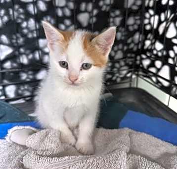 Photo of Mango