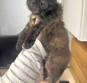 Photo of Truffle
