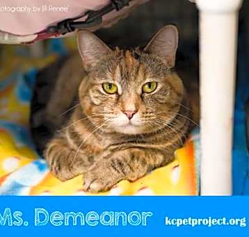 Photo of Ms. Demeanor