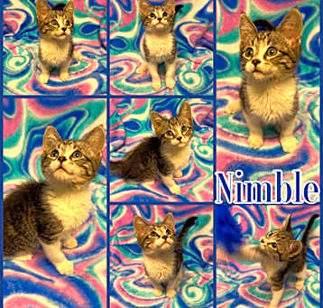 Photo of Nimble
