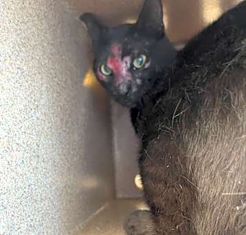 Photo of TNR 4200 Amy