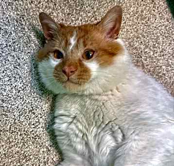 Photo of Bagel