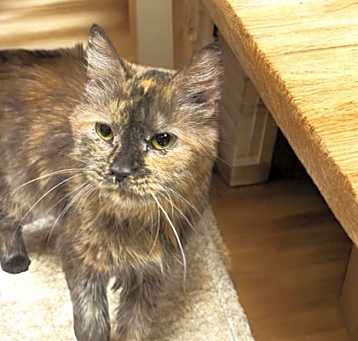 Photo of Baby Kitty (Tess)
