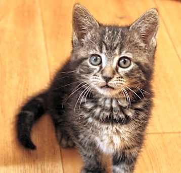 Photo of Sage