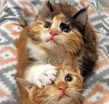 Photo of DaisyJane & Sandman