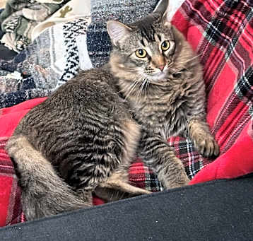 Photo of Merlin