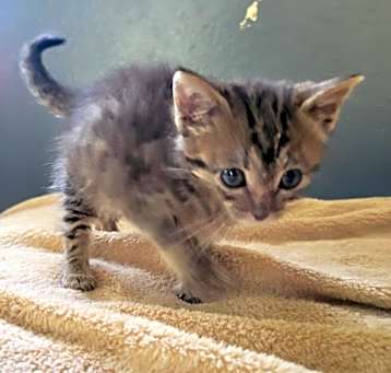 Photo of Biscuit
