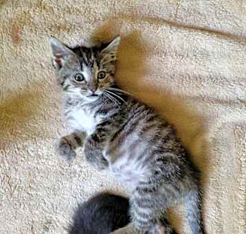 Photo of Croissant