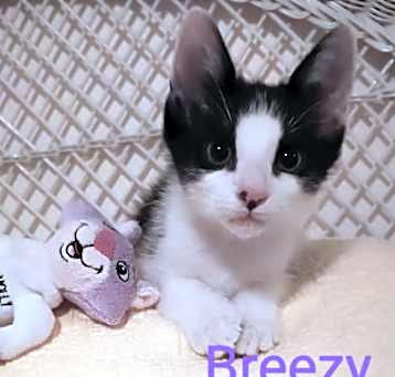 Photo of Breezy