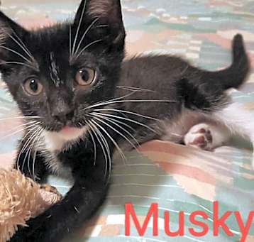 Photo of Musky