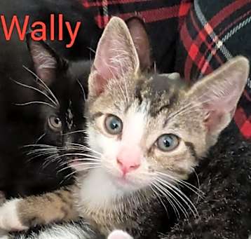 Photo of Wally