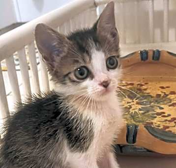 Photo of Gigi