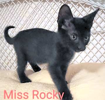 Photo of Rocky