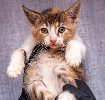 Photo of Delilah