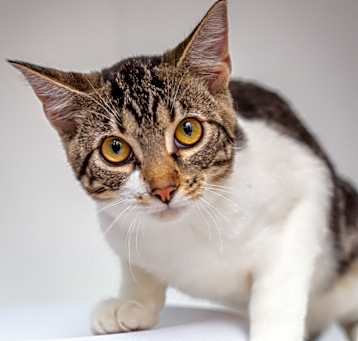 Photo of Juno