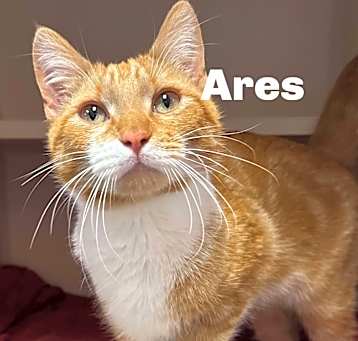 Photo of Ares 250366