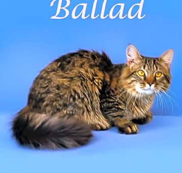 Photo of Ballad C25-143