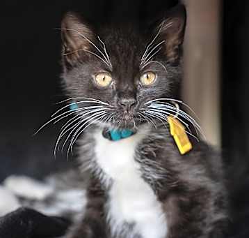 Photo of Henrietta