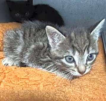 Photo of Miney