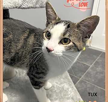 Photo of Tux