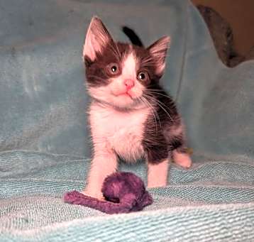 Photo of Soba - male kitten