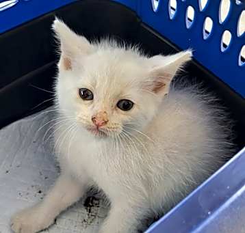 Photo of Alvin