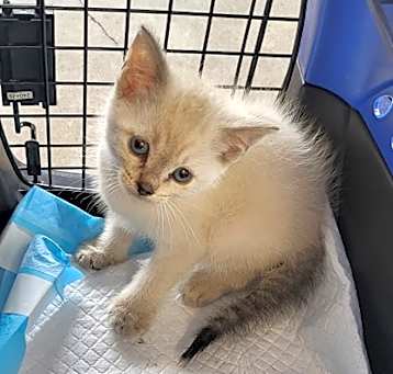 Photo of Powder Puff