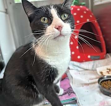 Photo of CHIP