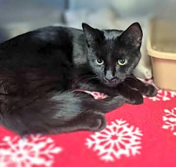 Photo of Panther