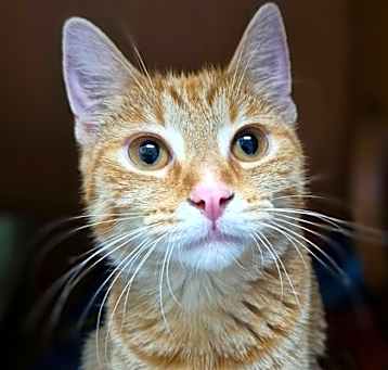 Photo of Dandelion