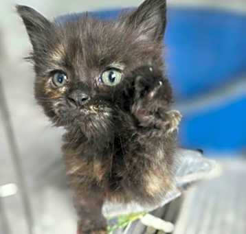 Photo of Sundae
