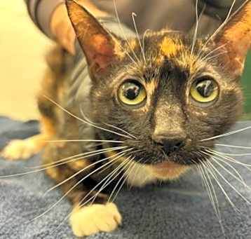 Photo of Nala