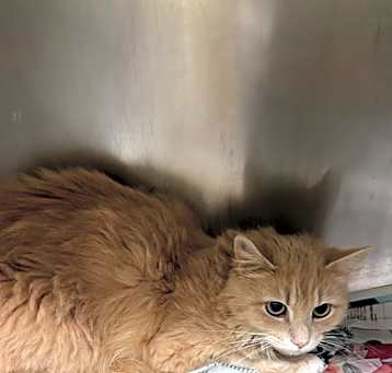 Photo of Catniss