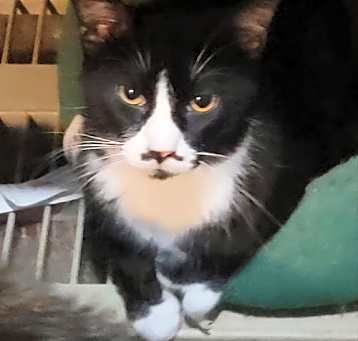 Photo of Dandy