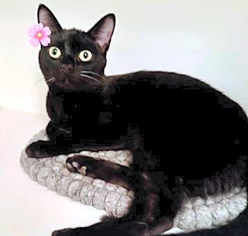 Photo of Gigi