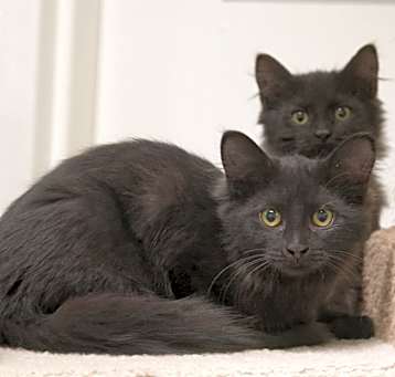 Photo of Ebony