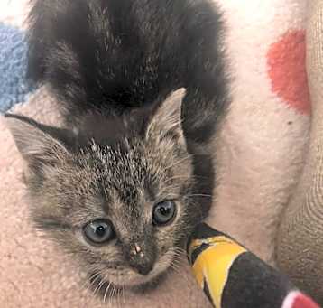 Photo of Clawdette