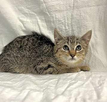 Photo of SVAS-Stray-37133