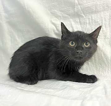 Photo of SVAS-Stray-37133_2