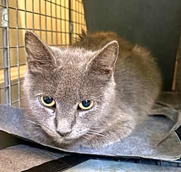 Photo of TUSC-Stray-80412