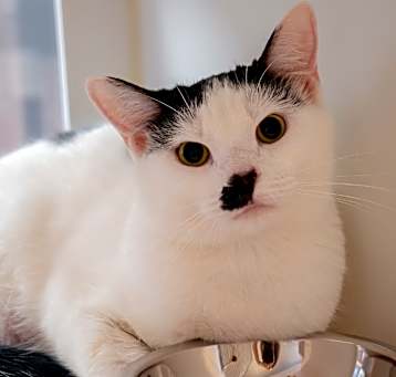 Photo of Pistachio