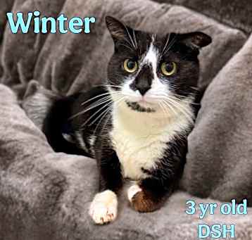 Photo of Winter
