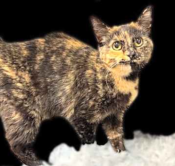Photo of Miss Kitty