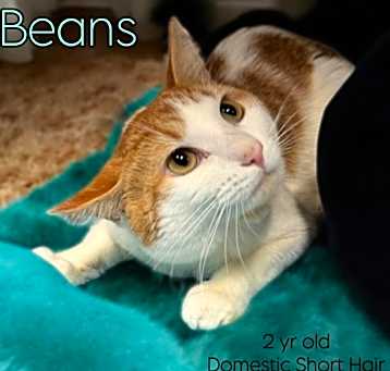 Photo of Beans