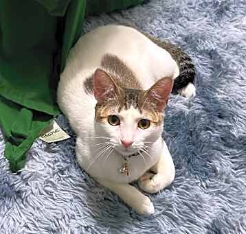 Photo of Gumshoe