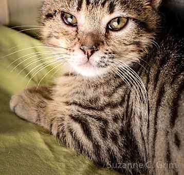 Photo of Yakko