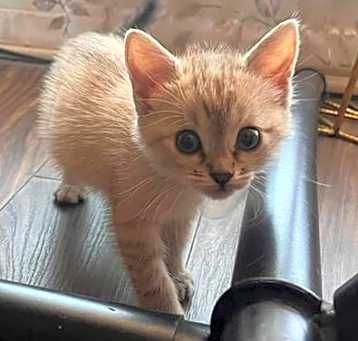 Photo of HORCHATA