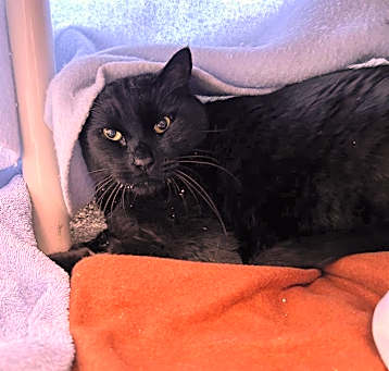 Photo of CAPTAIN MIDNIGHT